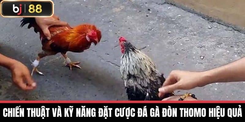 Chiến thuật và kỹ năng đặt cược Đá gà đòn thomo hiệu quả
