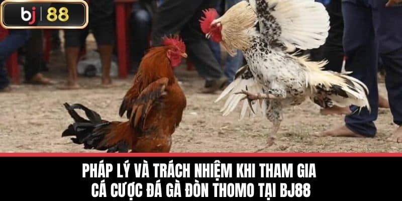 Pháp lý và trách nhiệm khi tham gia cá cược Đá gà đòn thomo tại BJ88