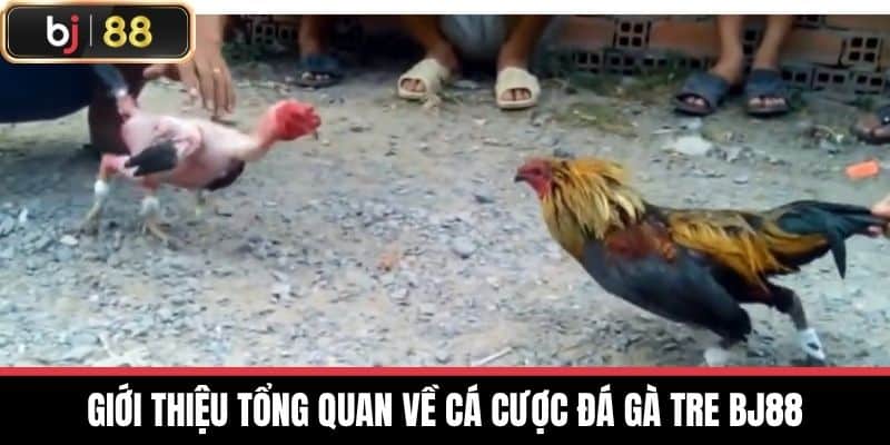 Giới thiệu tổng quan về cá cược Đá gà tre BJ88