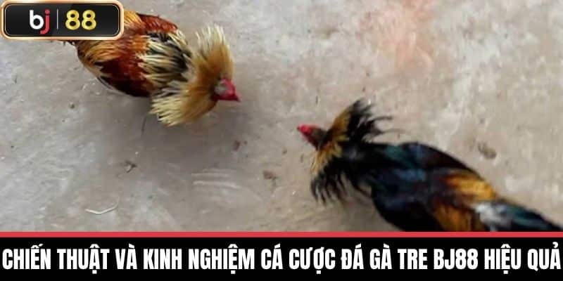 Chiến thuật và kinh nghiệm cá cược đá gà tre BJ88 hiệu quả