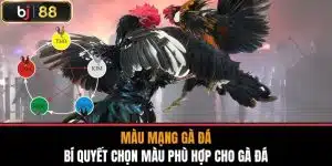 Màu Mạng Gà Đá - Bí Quyết Chọn Màu Phù Hợp Cho Gà Đá